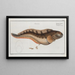Blennius viviparus The viviparous blenny - Marcus Elieser Bloch — framed artwork on a wall