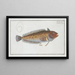 Blennie sourcilleuse - Marcus Elieser Bloch — framed artwork on a wall