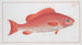 Bodianus Aya - Marcus Elieser Bloch — artwork view