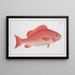 Bodianus Aya - Marcus Elieser Bloch — framed artwork on a wall