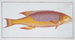 Bodianus bodianus The Bodian - Marcus Elieser Bloch — artwork view
