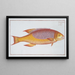 Bodianus bodianus The Bodian - Marcus Elieser Bloch — framed artwork on a wall