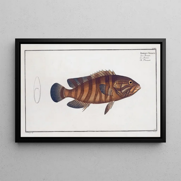 Bodianus Boenack le Boenack - Marcus Elieser Bloch — framed artwork on a wall