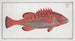 Bodianus apua L'Apue - Marcus Elieser Bloch — artwork view