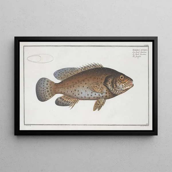 Bodianus guttatus, le Jenfish - Marcus Elieser Bloch — framed artwork on a wall