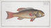 Bodianus maculatus The Spotted Bodianus - Marcus Elieser Bloch — artwork view