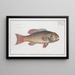 Bodianus maculatus The Spotted Bodianus - Marcus Elieser Bloch — framed artwork on a wall