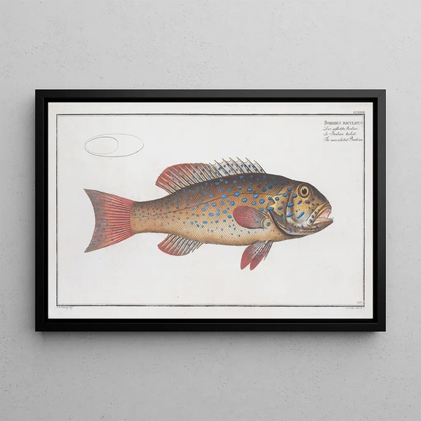 Bodianus maculatus The Spotted Bodianus - Marcus Elieser Bloch — framed artwork on a wall