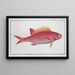 Bodianus pentacanthus, the jaguar - Marcus Elieser Bloch — framed artwork on a wall