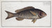 Bodinus macrolepidotus The Bodian with large scales - Marcus Elieser Bloch — artwork view