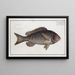 Bodinus macrolepidotus The Bodian with large scales - Marcus Elieser Bloch — framed artwork on a wall