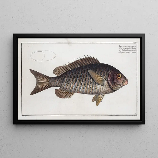 Bodinus macrolepidotus The Bodian with large scales - Marcus Elieser Bloch — framed artwork on a wall