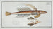 Callionymus Lyra, le dragonnet gemmé - Marcus Elieser Bloch — artwork view