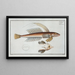 Callionymus Lyra, le dragonnet gemmé - Marcus Elieser Bloch — framed artwork on a wall