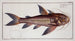 Cataphractus costatus The spiny fish - Marcus Elieser Bloch — artwork view