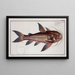 Cataphractus costatus The spiny fish - Marcus Elieser Bloch — framed artwork on a wall