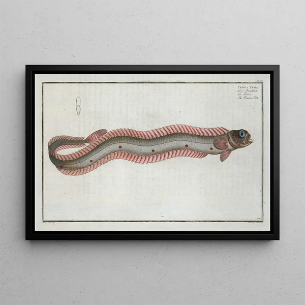 Cepola Tnia the band fish - Marcus Elieser Bloch — framed artwork on a wall