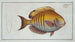 Chaetodon Chirurgus Le Chirurgien - Marcus Elieser Bloch — artwork view