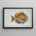 Chaetodon Chirurgus Le Chirurgien - Marcus Elieser Bloch — framed artwork on a wall