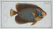 Chaetodon imperator - Marcus Elieser Bloch — artwork view