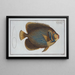 Chaetodon imperator - Marcus Elieser Bloch — framed artwork on a wall