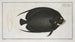 Chaetodon Paru, the multicolored angelfish - Marcus Elieser Bloch — artwork view