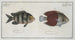 Chaetodon bicolor 2 Chaetodon saxatilis - Marcus Elieser Bloch — artwork view