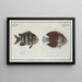 Chaetodon bicolor 2 Chaetodon saxatilis - Marcus Elieser Bloch — framed artwork on a wall