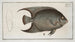 Chaetodon ciliaris The Threadfin Butterflyfish - Marcus Elieser Bloch — artwork view