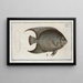 Chaetodon ciliaris The Threadfin Butterflyfish - Marcus Elieser Bloch — framed artwork on a wall