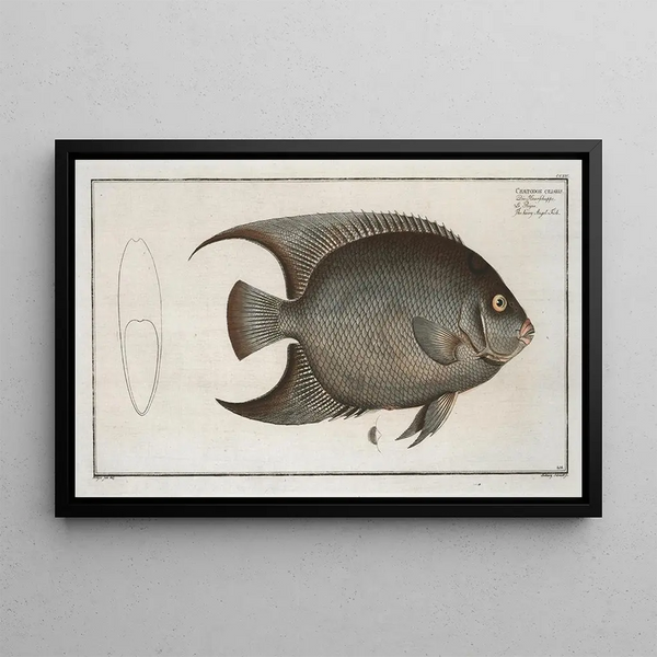 Chaetodon ciliaris The Threadfin Butterflyfish - Marcus Elieser Bloch — framed artwork on a wall