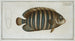 Chaetodon fasciatus - Marcus Elieser Bloch — artwork view