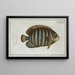 Chaetodon fasciatus - Marcus Elieser Bloch — framed artwork on a wall