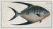 Chaetodon glaucus - Marcus Elieser Bloch — artwork view