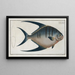 Chaetodon glaucus - Marcus Elieser Bloch — framed artwork on a wall