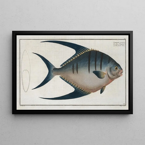 Chaetodon glaucus - Marcus Elieser Bloch — framed artwork on a wall