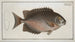 Chaetodon guttatus - Marcus Elieser Bloch — artwork view