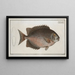 Chaetodon guttatus - Marcus Elieser Bloch — framed artwork on a wall