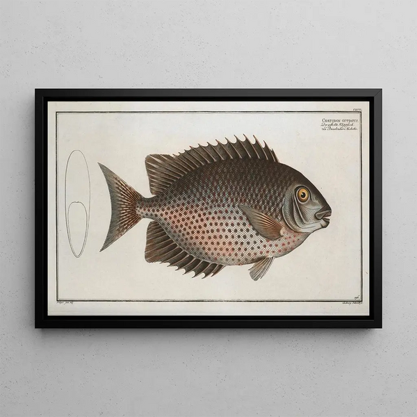 Chaetodon guttatus - Marcus Elieser Bloch — framed artwork on a wall