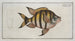 Chaetodon marginatus - Marcus Elieser Bloch — artwork view