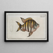 Chaetodon marginatus - Marcus Elieser Bloch — framed artwork on a wall