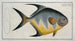 Chaetodon rhomboides - Marcus Elieser Bloch — artwork view