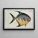 Chaetodon rhomboides - Marcus Elieser Bloch — framed artwork on a wall