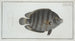 Chaetodon suratensis - Marcus Elieser Bloch — artwork view