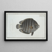Chaetodon suratensis - Marcus Elieser Bloch — framed artwork on a wall