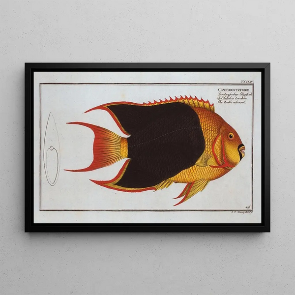 Chaetodon tricolor The tricolor - Marcus Elieser Bloch — framed artwork on a wall