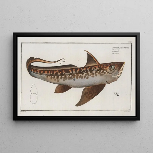 the monstrous Chimera La Chimère - Marcus Elieser Bloch — framed artwork on a wall