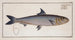Clupea pilchardus, the pilchard - Marcus Elieser Bloch — artwork view