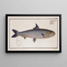 Clupea pilchardus, the pilchard - Marcus Elieser Bloch — framed artwork on a wall