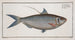 Clupea Thrissa, the sprat - Marcus Elieser Bloch — artwork view